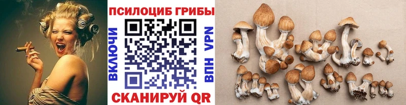 как найти   Осташков  Псилоцибиновые грибы мицелий 
